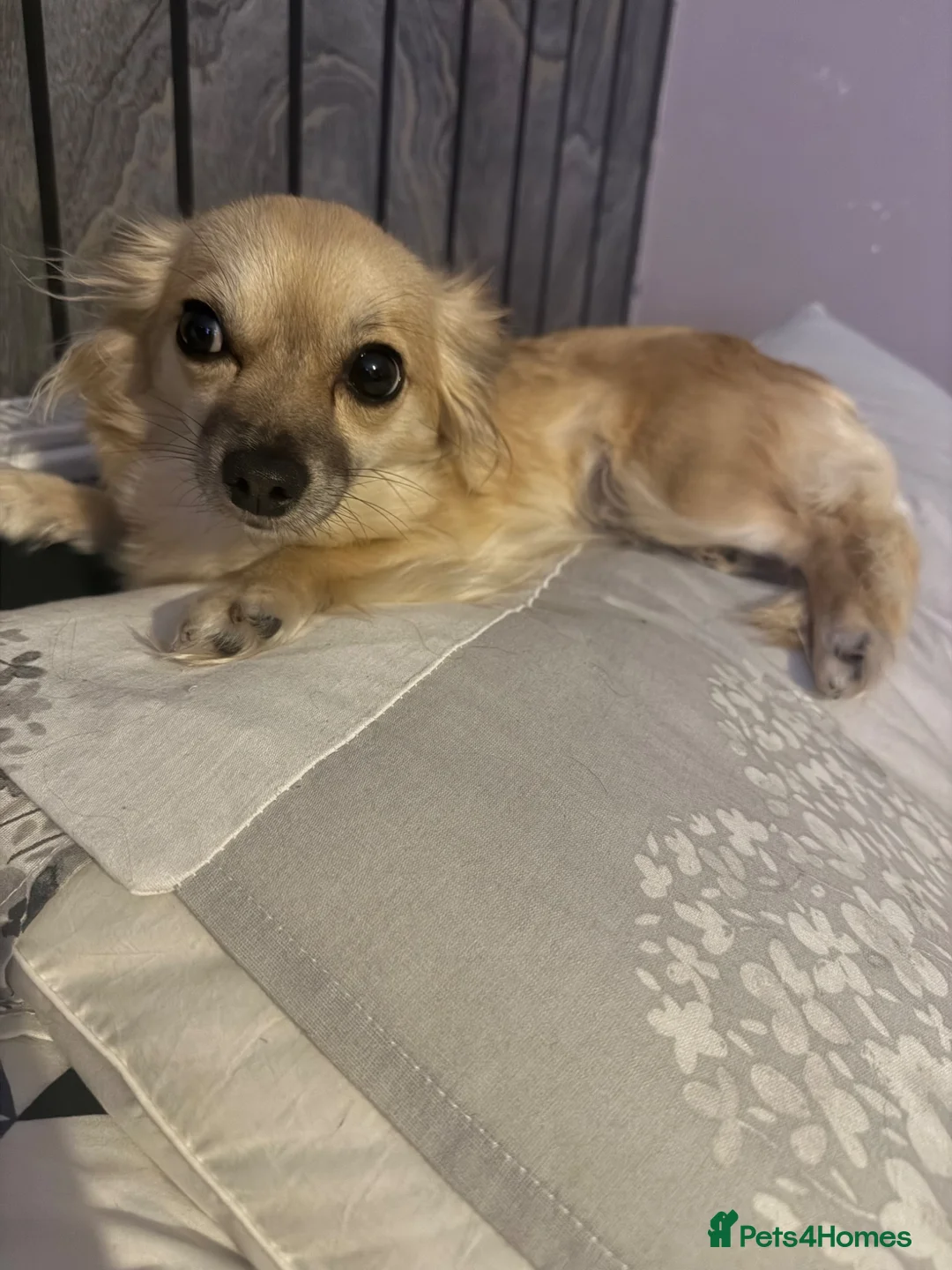 Chihuahua dogs for sale: 2 year old female small chihuahua for re homing  - Advert 1