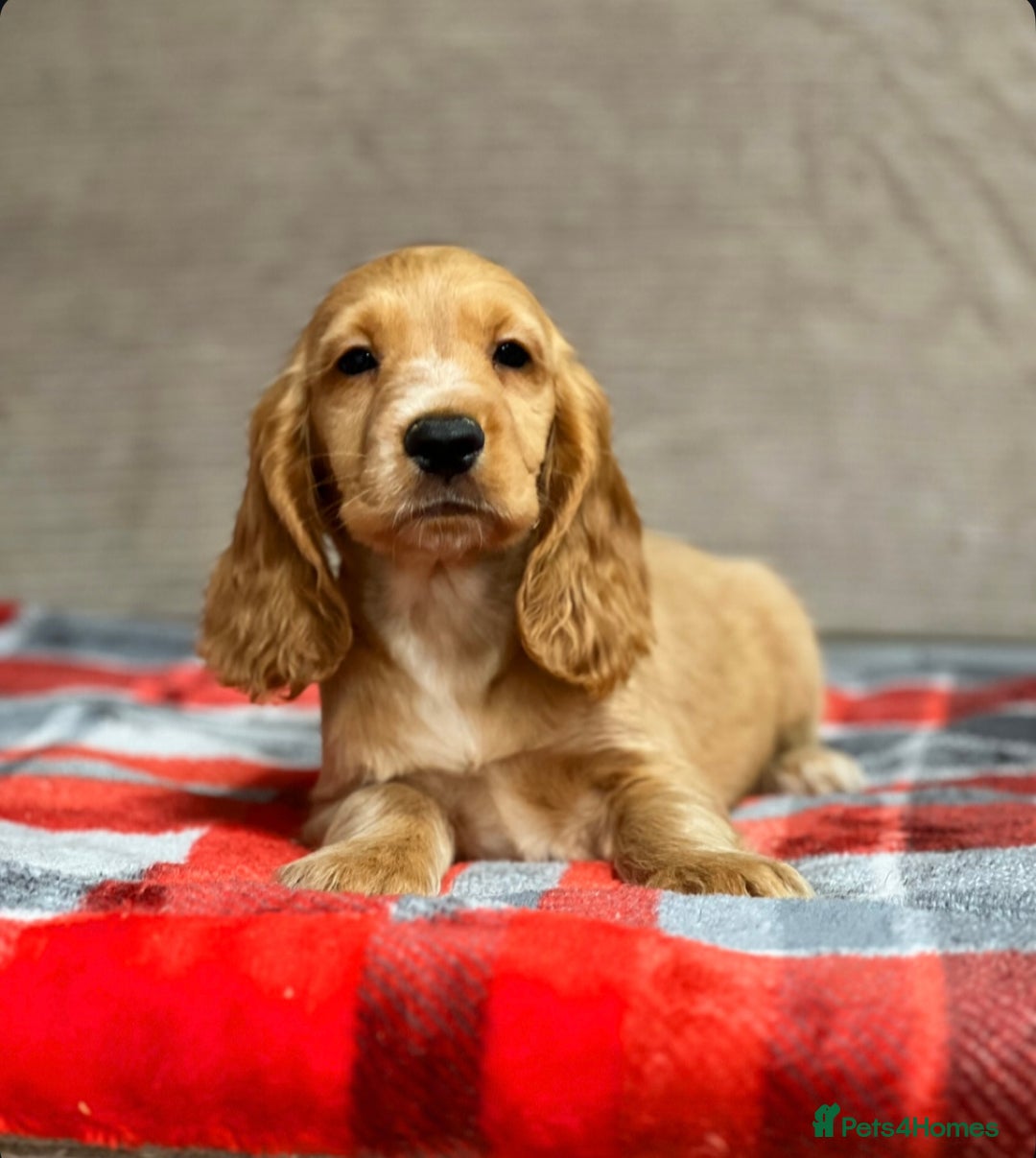 Cocker Spaniel dogs for sale: STUNNING COCKER SPANIEL PUPPIES  - Image 23