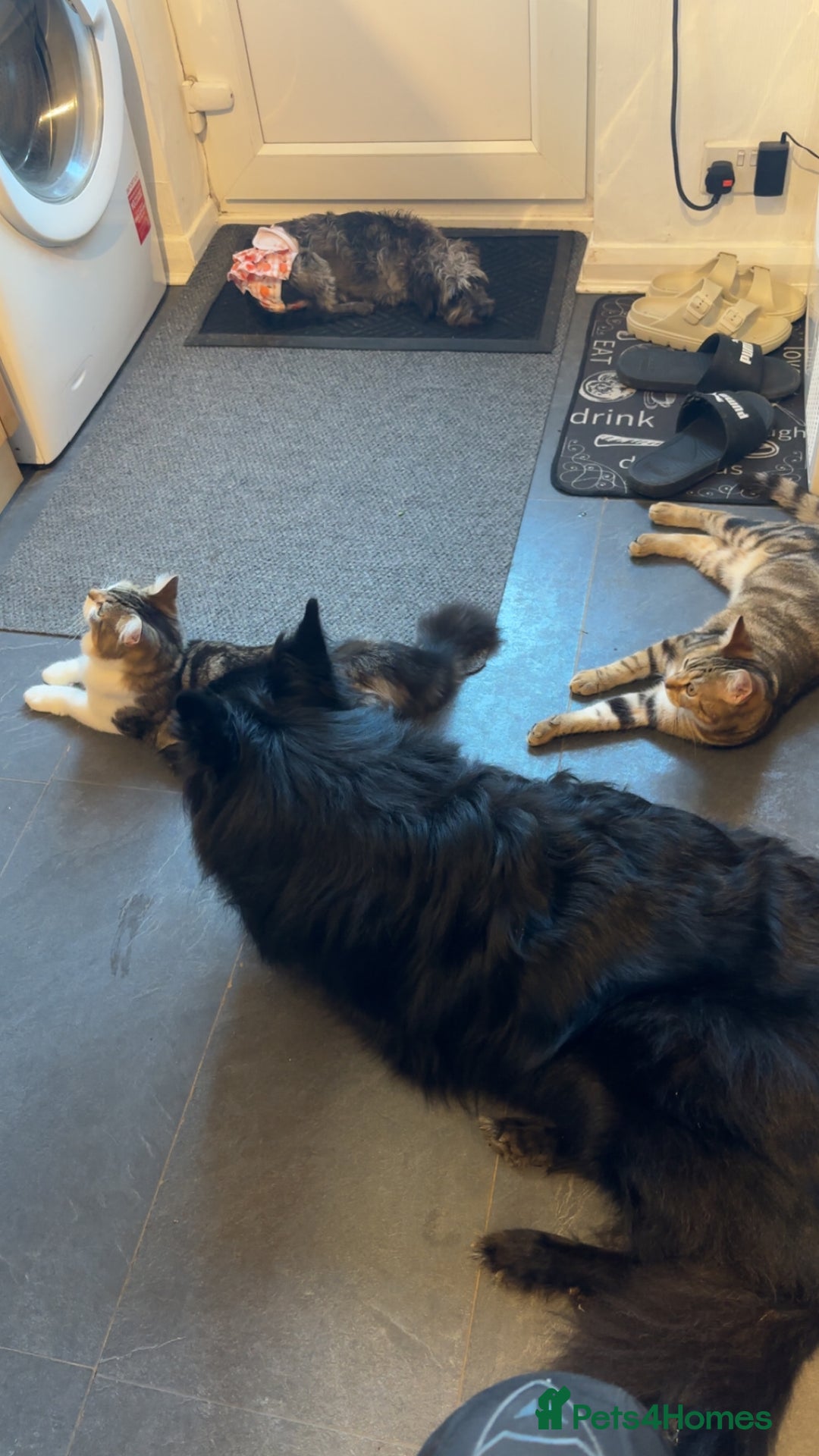 Mixed Breed cats for sale: 2 male cats  - Advert 7