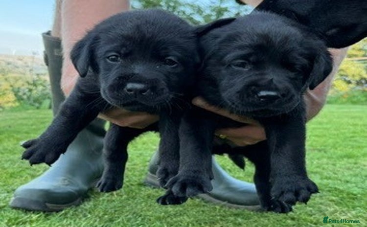 Labrador Retriever dogs - Advert 8