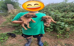 Mixed Breed dogs for sale: 6 stunning lakeland terrier cross pups  - Image 4