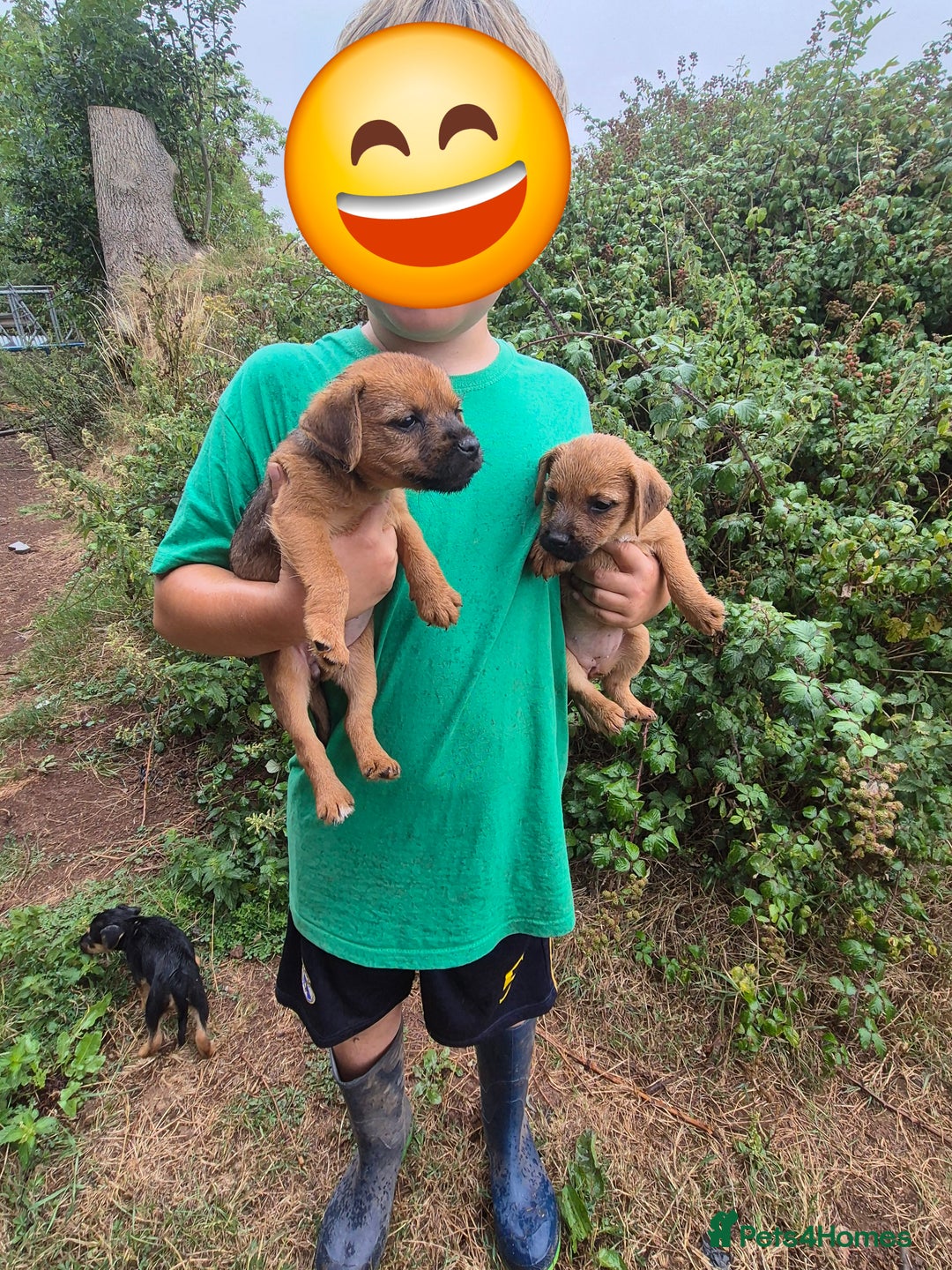 Mixed Breed dogs for sale: 6 stunning lakeland terrier cross pups  - Image 4