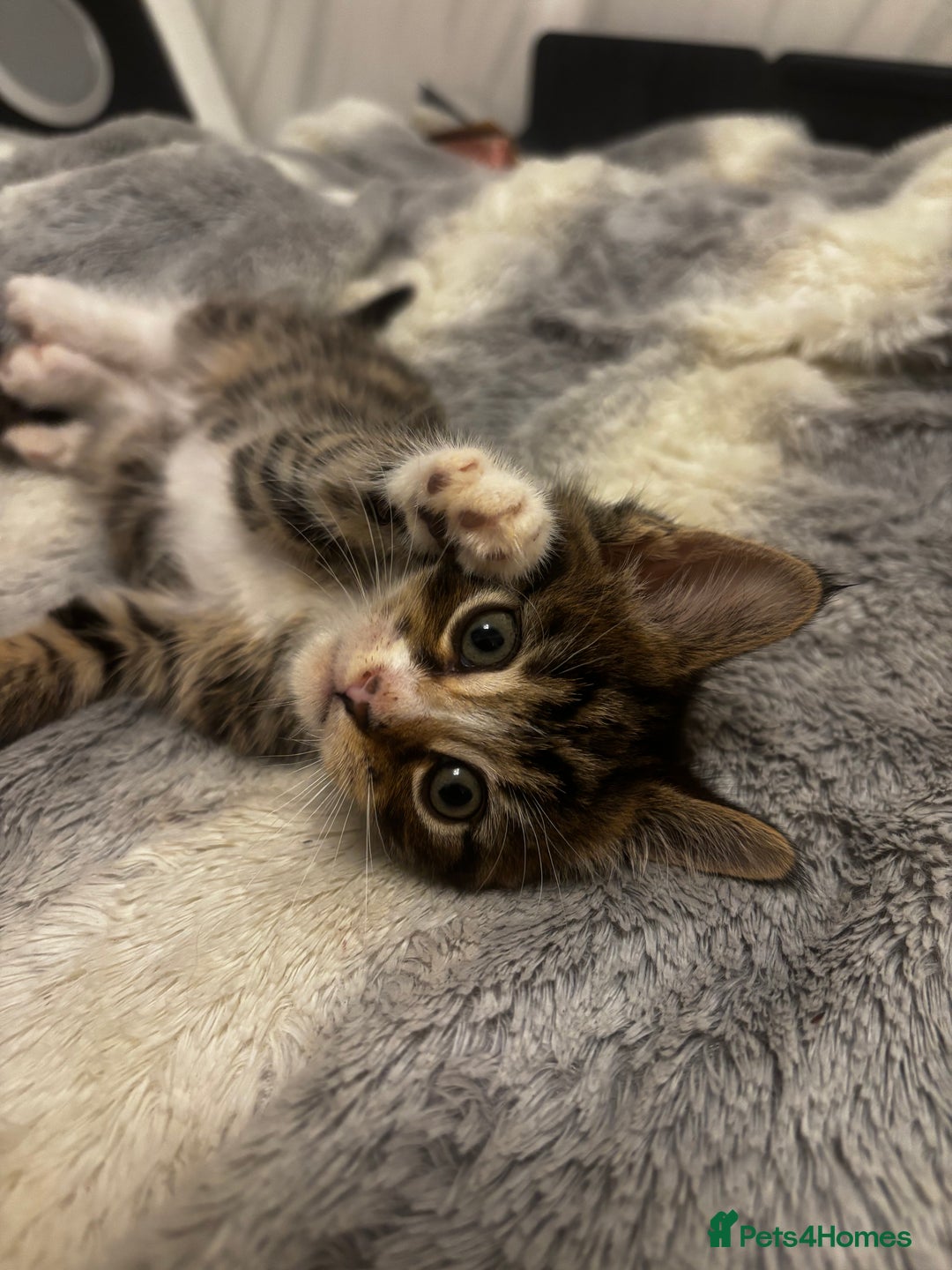 Norwegian Forest Cat cats for sale: Beautiful fluffy kittens - Image 9