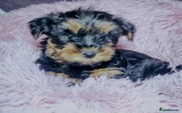 Yorkshire Terrier dogs for sale: Adorable Yorkshire terrier puppies  - Image 4