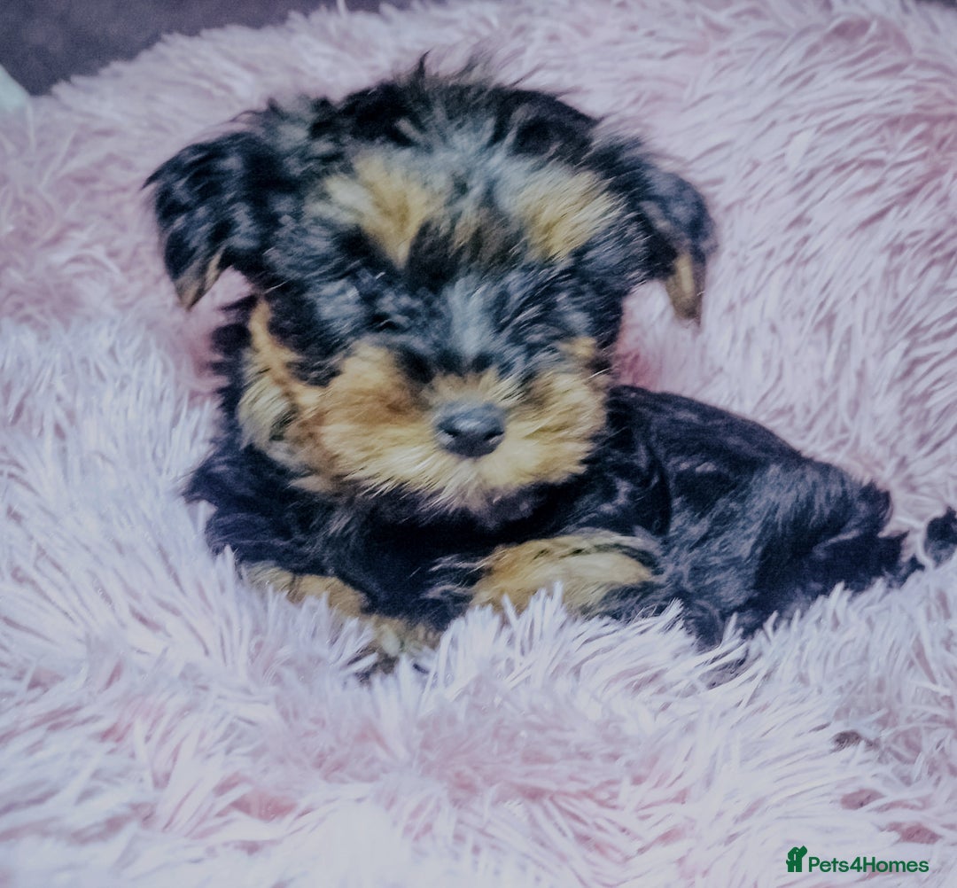 Yorkshire Terrier dogs for sale: Adorable Yorkshire terrier puppies  - Image 4