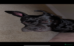 Cane Corso dogs for sale: 🐾 Beautiful Cane Corso Puppies – Ready Soon! 🐾 - Advert 13