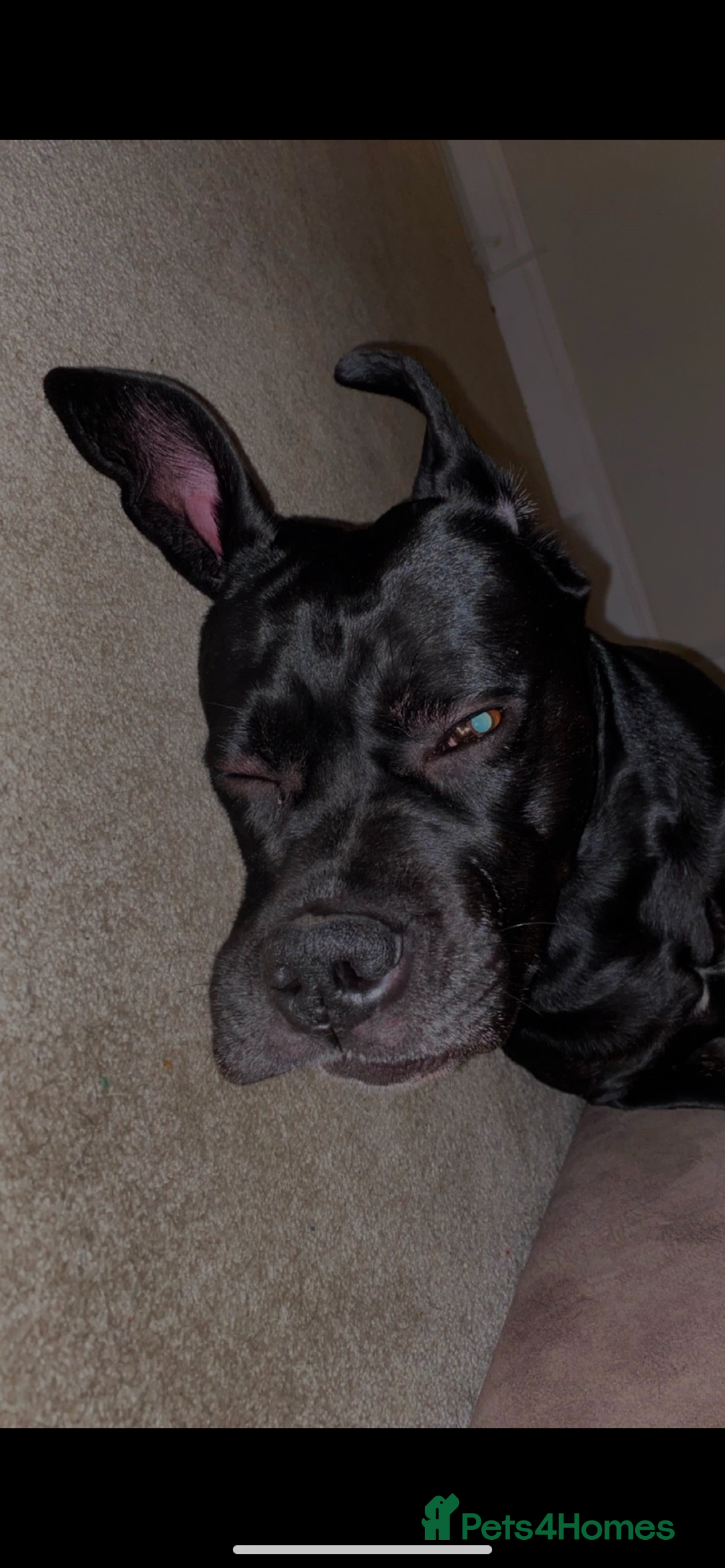 Cane Corso dogs for sale: 🐾 Beautiful Cane Corso Puppies – Ready Soon! 🐾 - Advert 13