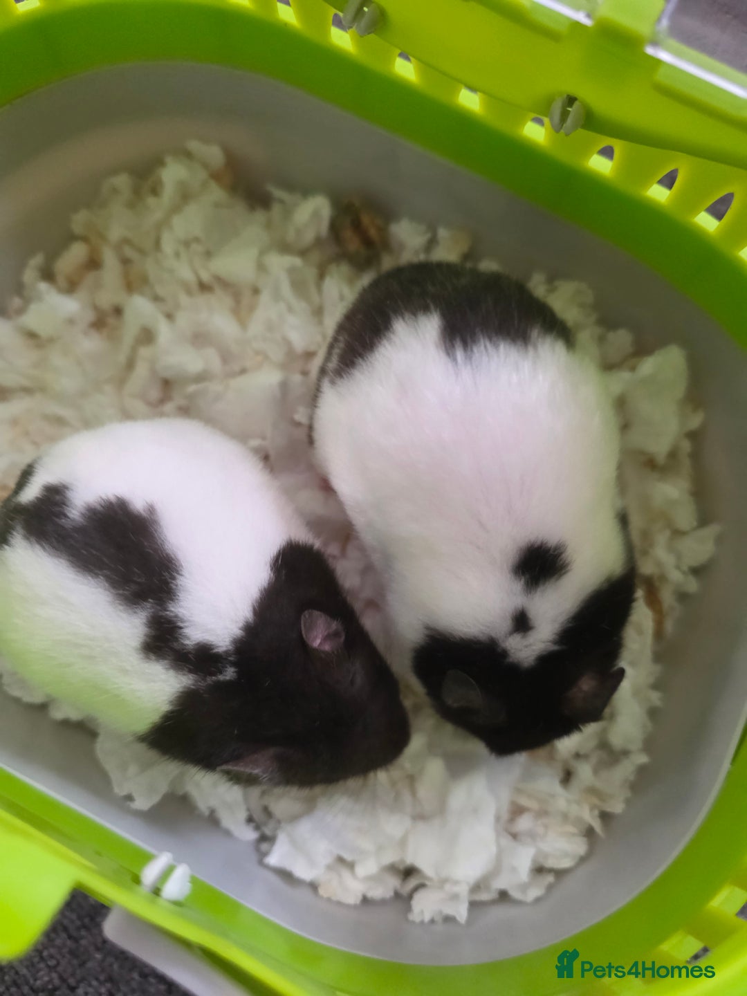 Hamster rodents for sale: Mixes Hamster Syrian in Thornton Heath - Image 7