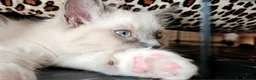 Ragdoll cats for sale: Ragdoll kittens bluepoint mitted  - Advert 5
