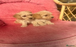 Poochon dogs for sale: Beautiful F1 Poochon puppies  - Image 3