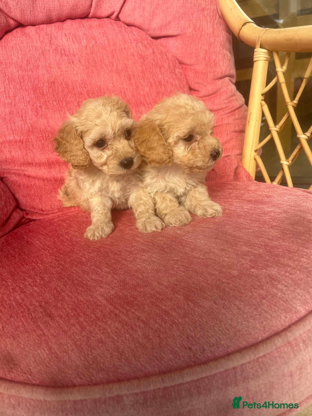 Poochon dogs for sale: Beautiful F1 Poochon puppies  - Image 3