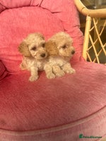 Poochon dogs - Advert 4