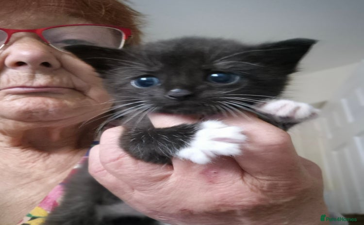 Mixed Breed cats - Advert 2
