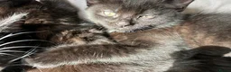 Mixed Breed cats for sale: Fluffy black and white, and black kittens  - Advert 8