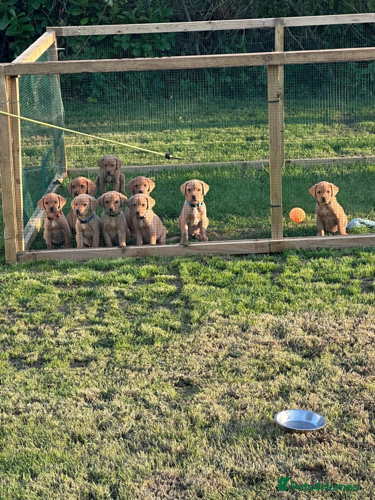 Labrador Retriever dogs for sale: Labrador Retriever puppies  - Advert 1