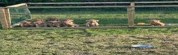 Labrador Retriever dogs for sale: Labrador Retriever puppies  - Advert 1