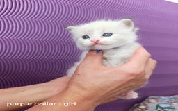 Ragdoll cats for sale: Adorable Ragdoll kittens - Image 10