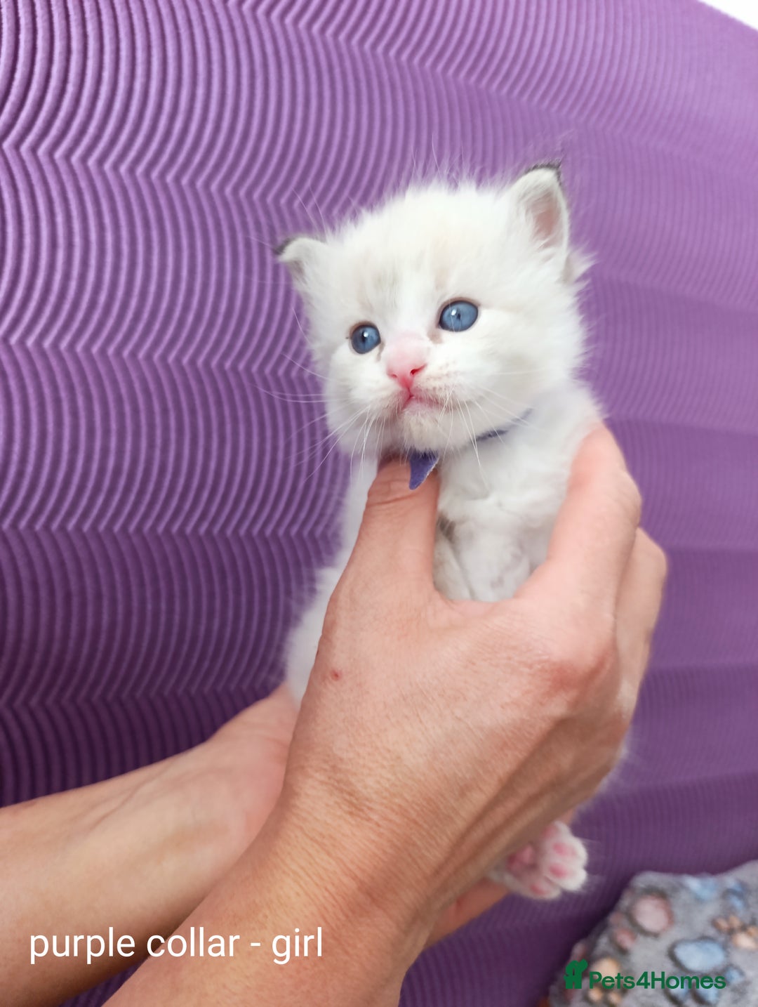 Ragdoll cats for sale: Adorable Ragdoll kittens - Image 10