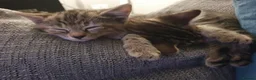 Mixed Breed cats for sale: 3 little boys  - Advert 15