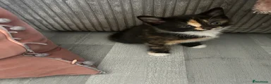 Domestic Shorthair Black Tortoiseshell calico 
