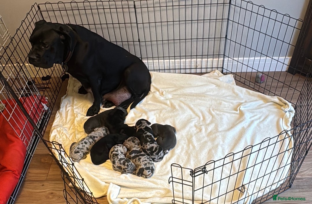 Cane Corso dogs for sale: Cane Corso Puppies - Image 16