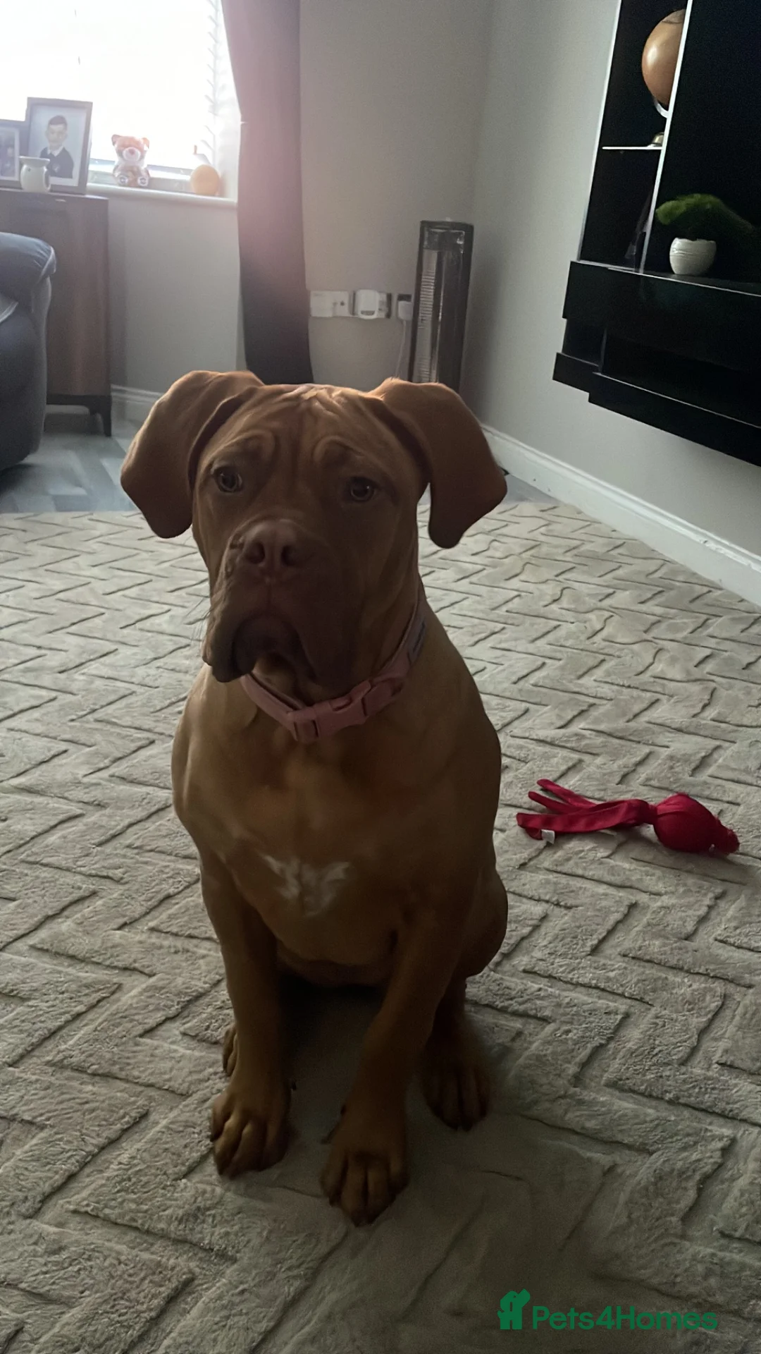 Dogue De Bordeaux dogs for sale: Dogue de Bordeaux Rehoming  in Liverpool - Advert 3