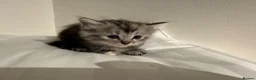 Scottish Fold cats for sale: Beautiful Scottish straight  - Advert 3