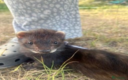 Ferret rodents for sale: Ferret looking for new home - Image 5