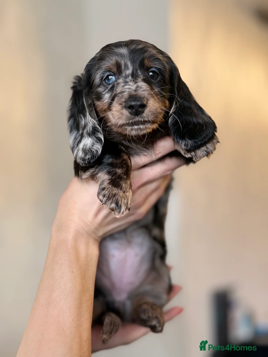 Miniature Dachshund dogs for sale: Mini long hair dachshunds  - Advert 10