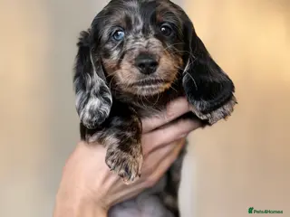 Miniature Dachshund dogs Mini long hair dachshunds - Advert 4
