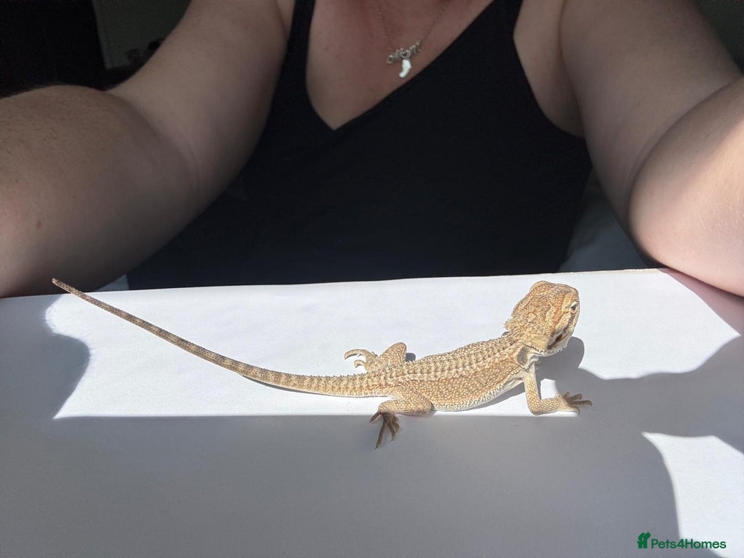 Bearded Dragon reptiles for sale: Baby beardies - Image 30