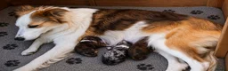Bordoodle dogs for sale: Beautiful Merle Bordoodle puppies  - Advert 10
