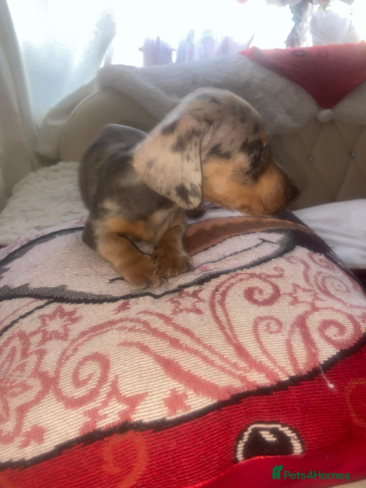 Dachshund dogs Dashound puppy  - Advert 1