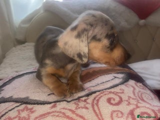 Dachshund dogs Dashound puppy - Advert 1