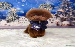 Toy Poodle dogs for sale: Tiny Asian/tiny Toy poodles🧸🤎 - Advert 2