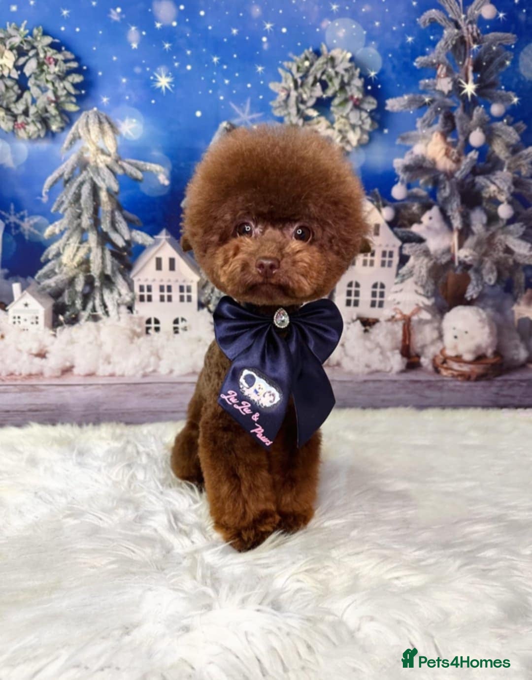 Toy Poodle dogs for sale: Tiny Asian/tiny Toy poodles🧸🤎 - Advert 2