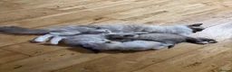 Ragdoll cats for sale: GCCF registered Ragdoll kittens for sale  - Advert 7