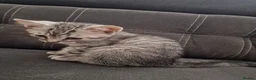 British Shorthair cats for sale: 2 Beautiful British Short-hair and X daddy kittens - Advert 4