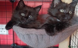 Maine Coon cats for sale: Adorable Maine Coon kittens in Manchester - Image 14