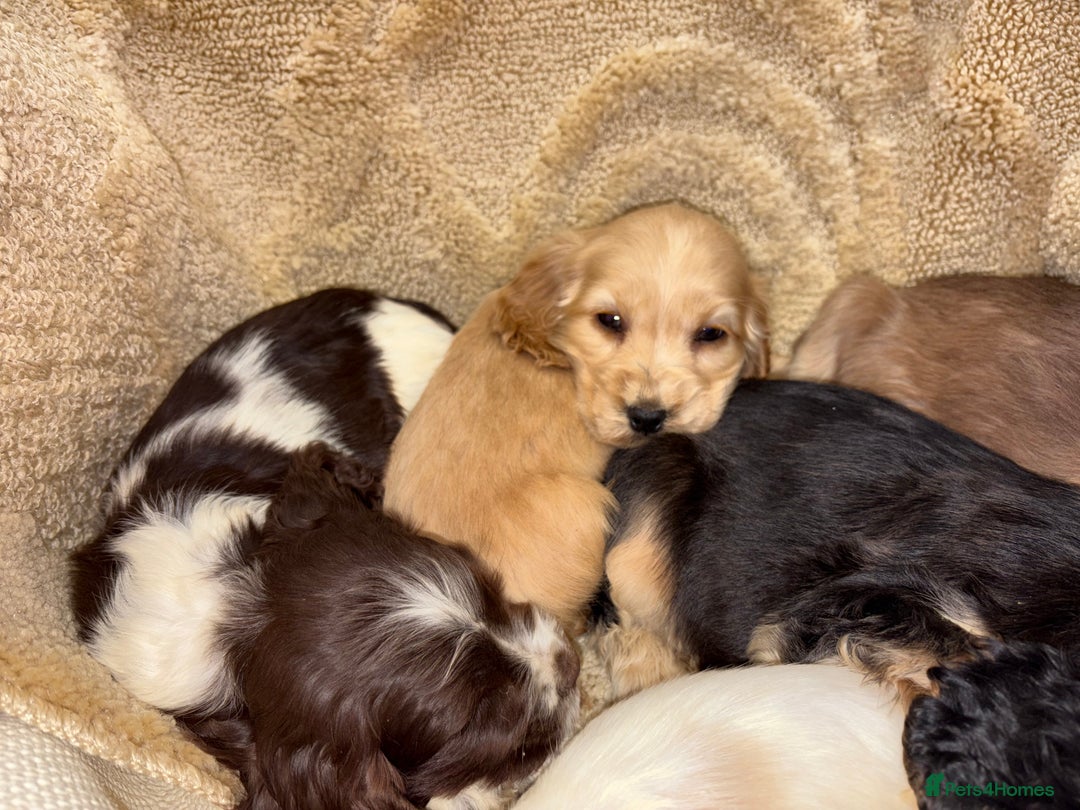 Cocker Spaniel dogs for sale: Stunning show type cocker spaniel puppies  - Advert 3
