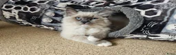 Ragdoll cats for sale: Male Ragdoll 16 weeks in Derby - Advert 2