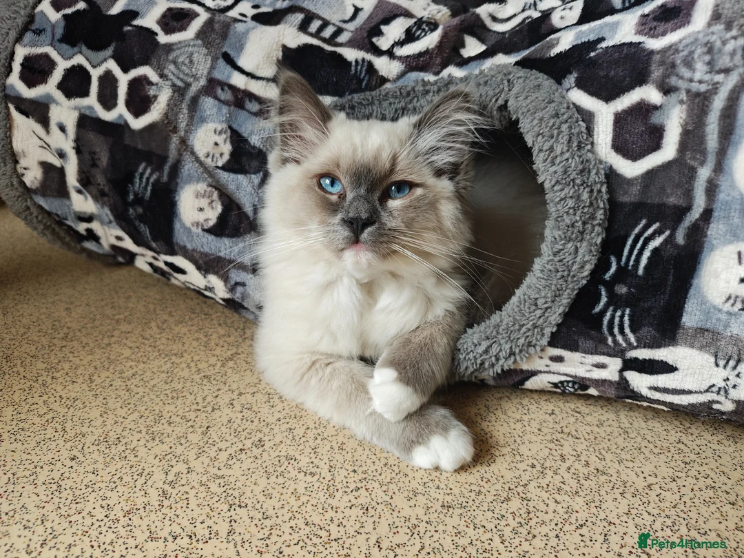 Ragdoll cats for sale: Male Ragdoll 16 weeks in Derby - Advert 2