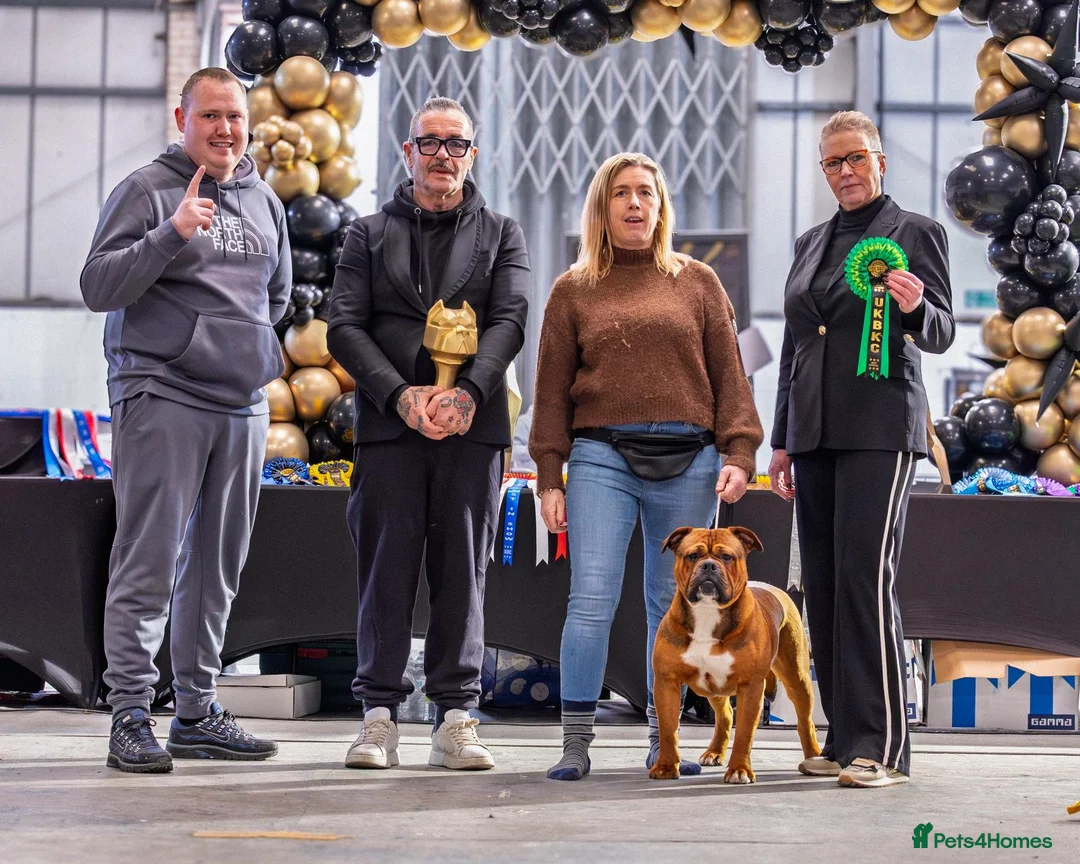 Olde English Bulldogge dogs for sale: Olde english bulldogee - Advert 1