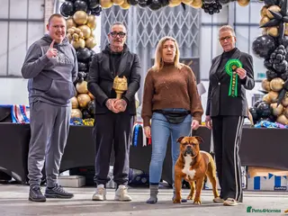 Olde English Bulldogge dogs Olde english bulldogee - Advert 10