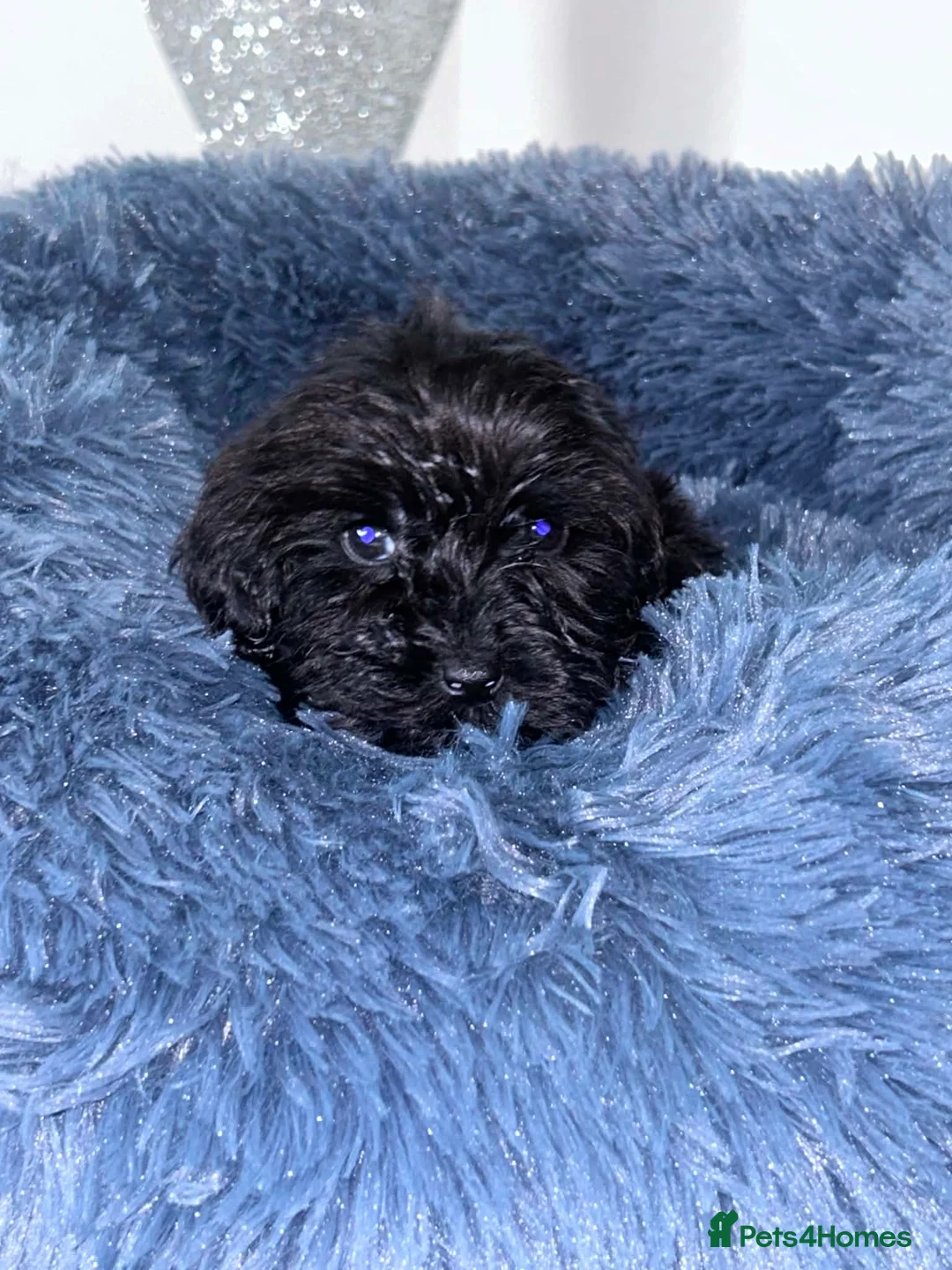 Yorkiepoo dogs for sale: Yorkie poo, microchipped vaccined with paperwork - Advert 4
