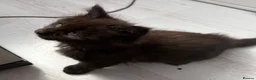 Maine Coon cats for sale: Fluffy Maine Coon Kittens - Advert 17