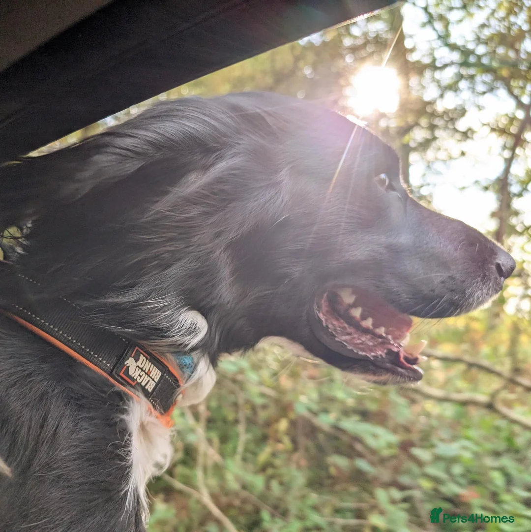 English Springer Spaniel dogs for stud: English Springer Spaniel for stud - black & white in High Wycombe - Advert 2