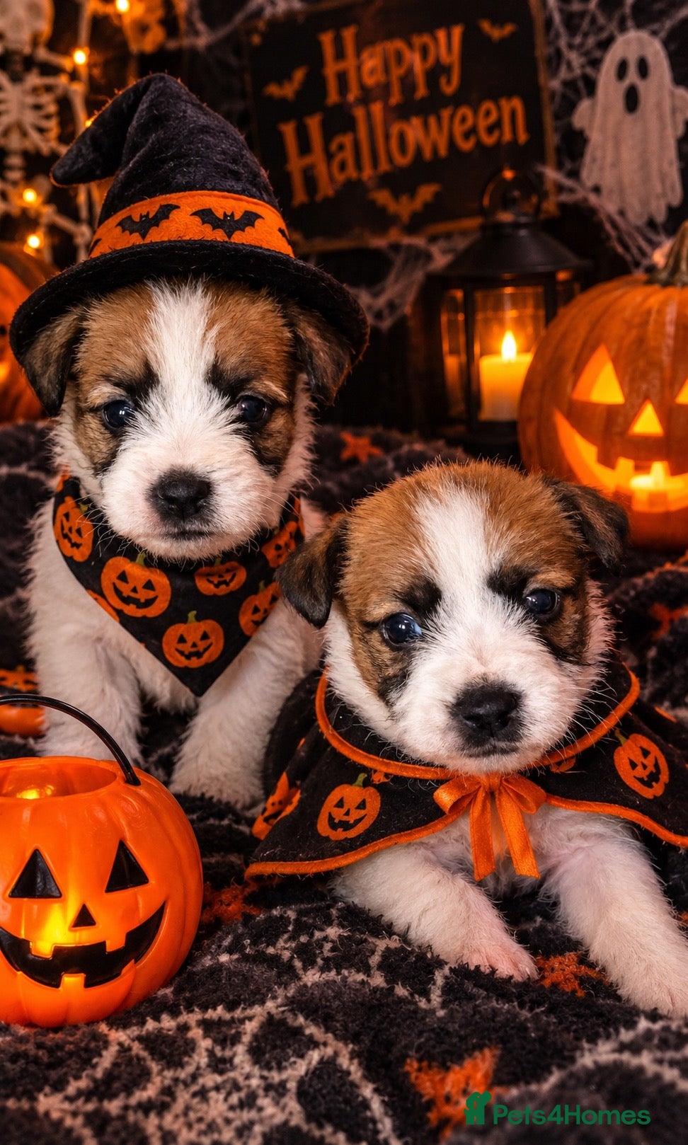 Jack Russell dogs for sale: Beautiful rough coat Jack Russell puppies  - Advert 2