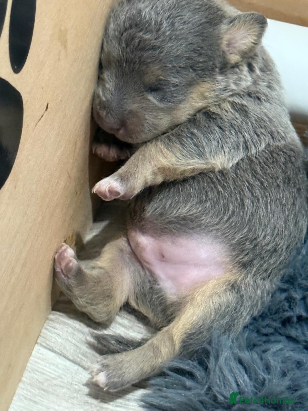 Jack Russell dogs for sale: Jack Russell Puppies 4 boys 1 girl available - Image 6