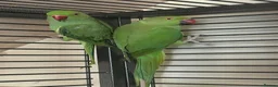 Ringnecks birds for sale: Indian ringnecks for sale  - Advert 5